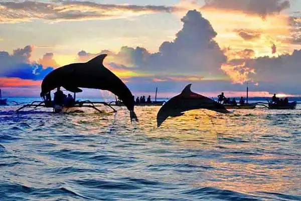 morning dolphin